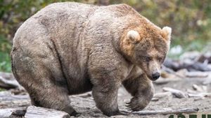 Fat Bear Week Kicks Off Amidst Tragedy