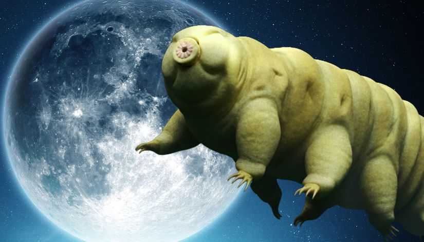 Birçok araştırmacı teorik olarak tardigradların uzay şartlarına dahi dayanabileceklerini söylemişti. Bu söylem ilk kez 2007 senesinde yapılan TARDİS misyonu ile resmi bir şekilde test edilmiş ve kanıtlanmış oldu.
