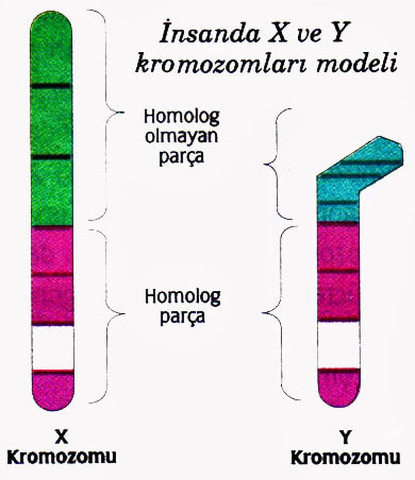 İnsanlarda X ve Y kromozomu karşılaştırması