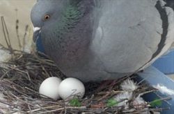 Neden güvercinler her seferinde iki yumurta yumurtlar ve hep yumurtadan çıkan yavruların biri dişi diyeri ise erkek olur?