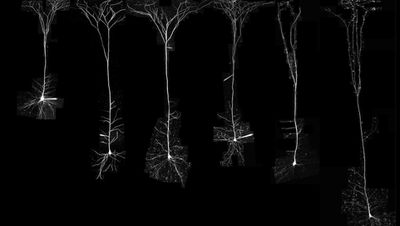 İnsan ve Diğer Memelilerin Nöronları Arasında Çarpıcı Farklar Keşfedildi!