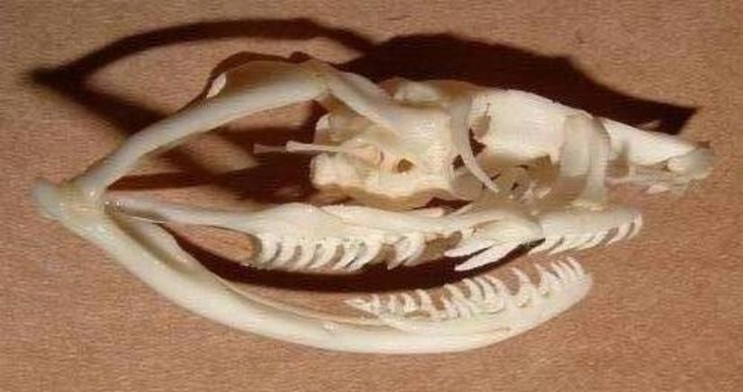 Ofistoglif tipi yılanların kafatası anatomisi...