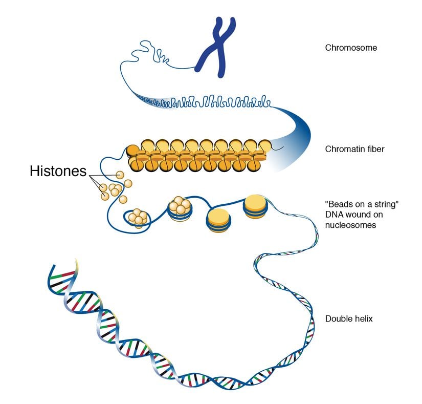 Histonlardan, kromozomlara...