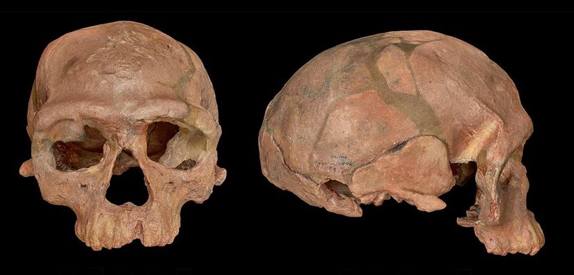 Fas'ta keşfedilen 300.000 yıllık bilinen en eski Homo sapiens kafatası. Ulusal Tarih Müzesi, Londra