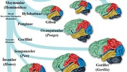 Eski Dünya Maymunları ve İnsanlarda Beynin Evrimi: İri Beyinlerimiz Nereden Geliyor?