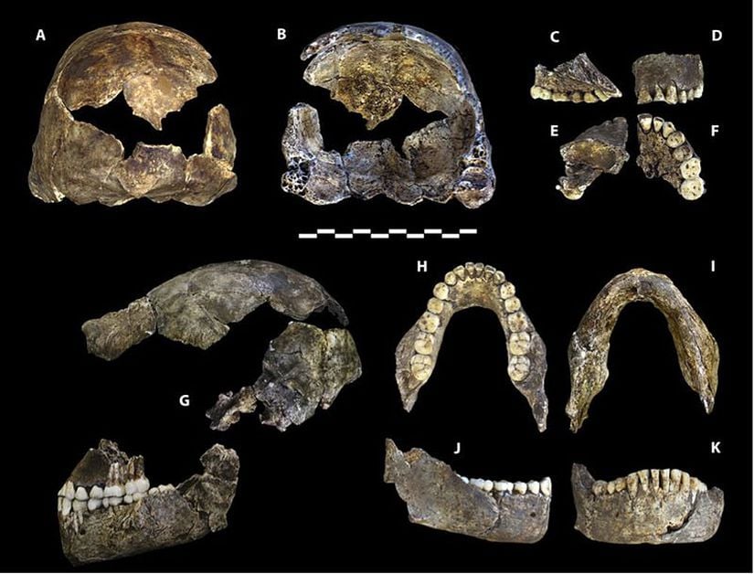 Dinaledi Hominin 1 isimli Homo naledi fosilinin kafatası kalıntıları.