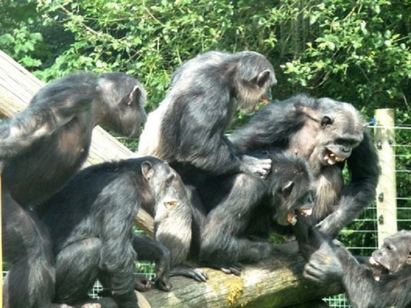 Harvard'lı bilim insanı Richard Wrangham, şempanzelerde olduğu gibi, insan evriminde de erkeklerin şiddet eğiliminin agresif erkeklerin güçlü pozisyonlar elde etmelerine izin verip dolayısıyla da daha iyi üreme başarısına ulaştıklarını savunuyor.