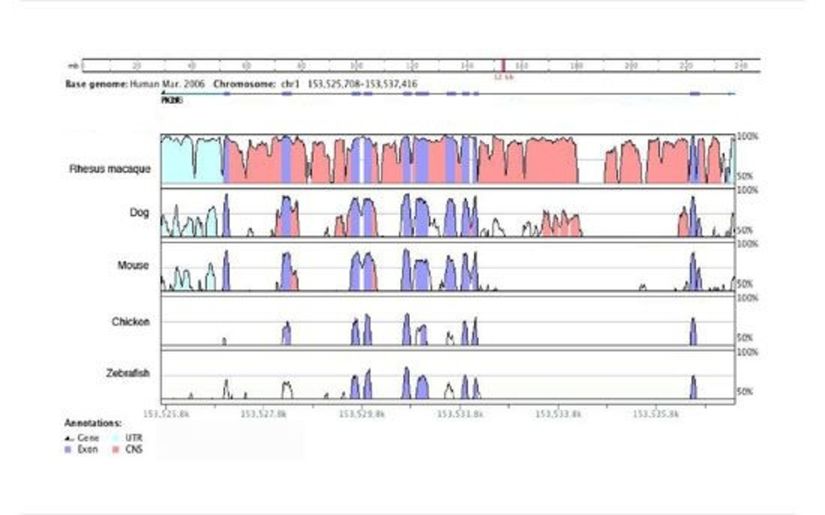 Makak, köpek, fare, tavuk ve zebra balığı genomları ile karşılaştırılan insan PKLR gen bölgesi.  Dikey eksendeki sayılar, çizim üzerindeki bir nokta için 100 baz çiftindeki identik (özdeş) nükleotidlerin oranını gösterir. Yatay eksendeki sayılar, 12 kb insan genomik dizisinin başlangıcından itibaren nükleotid pozisyonunu gösterir. Koyu mavi pikler PKLR geninde kodlama yapan bölgelere karşılık gelir.  Açık mavi pikler PKLR mRNA transle olmayan bölgelere karşılık gelir. Kırmızı pikler, ortalama benzerliğin %75’den fazla olduğu bölgeler olarak tanımlanan korunmuş kodlama yapmayan bölgeleri (CNS’ler) gösterir. Hizalama, dizi karşılaştırma aracı VISTA (http://pipeline.lbl.gov) kullanılarak oluşturulmuştur.