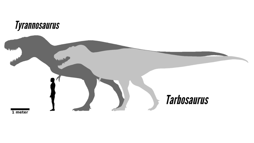 Tyrannosaurus ve Tarbosaurus kıyaslaması.