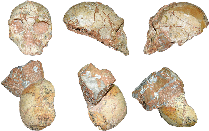 Apidima 2 (üstte), kafatası Neandertal özellikleri gösterirken, Apidima 1 (altta), modern insan özellikleri gösteriyor.