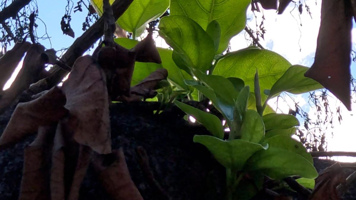 Resilient banyan tree gives hope after fire in Lahaina