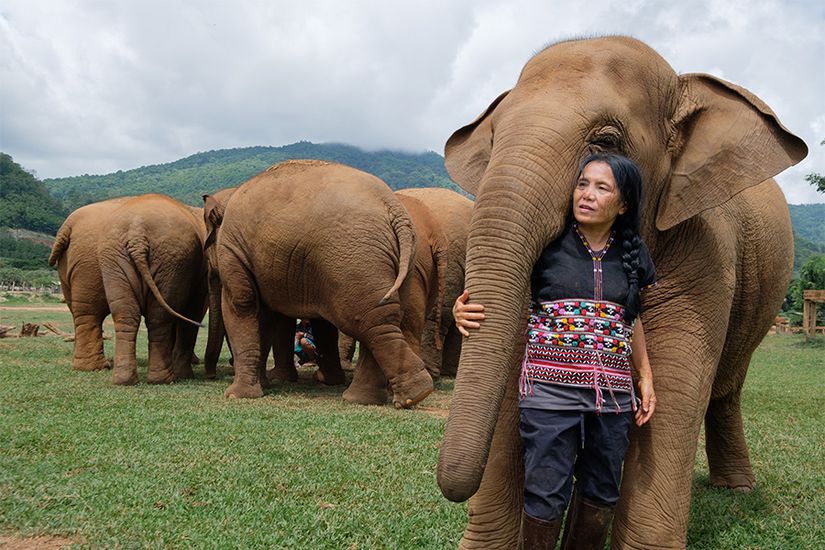 Asya filleri ve bir kadın.