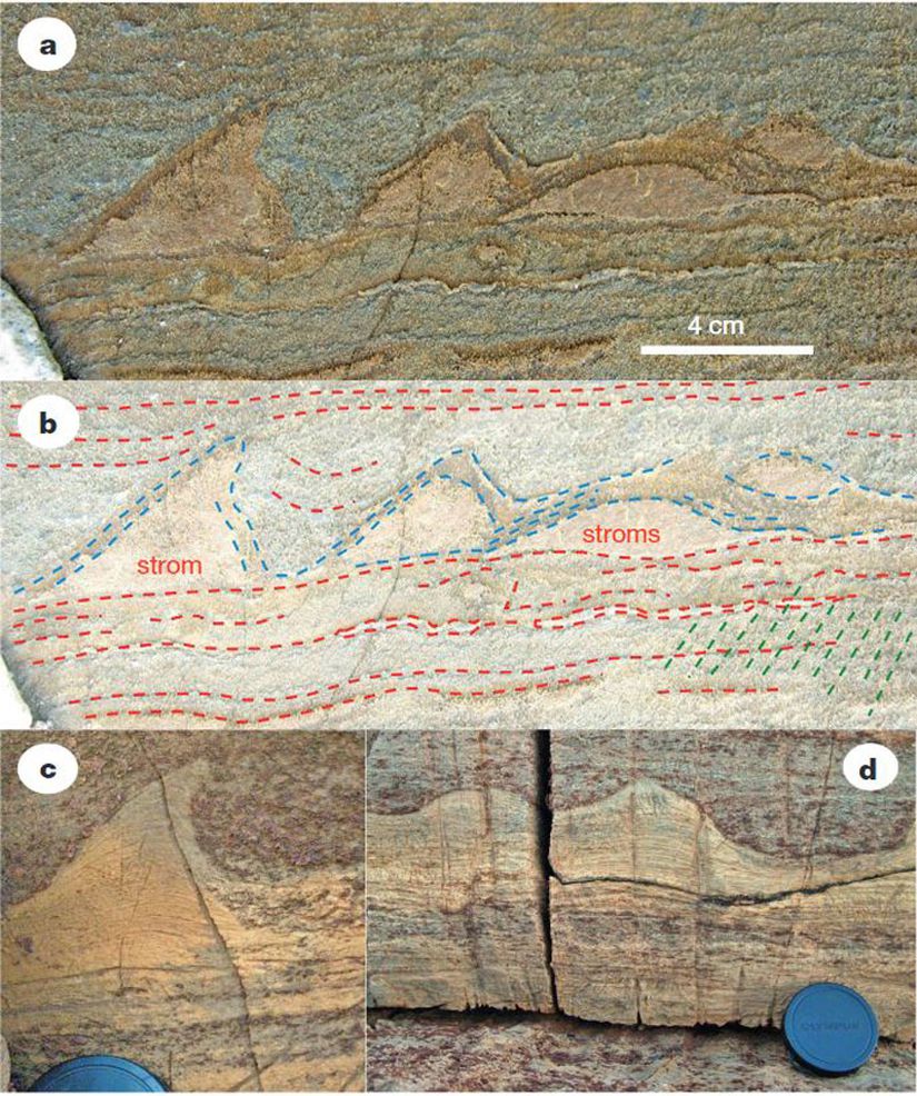 3.5-3.8 milyar yıl öncesine ait stromatolit fosilleri. Bunlar, tek hücreli türlerin bir araya yığılması sonucu oluşan fosillerdir.