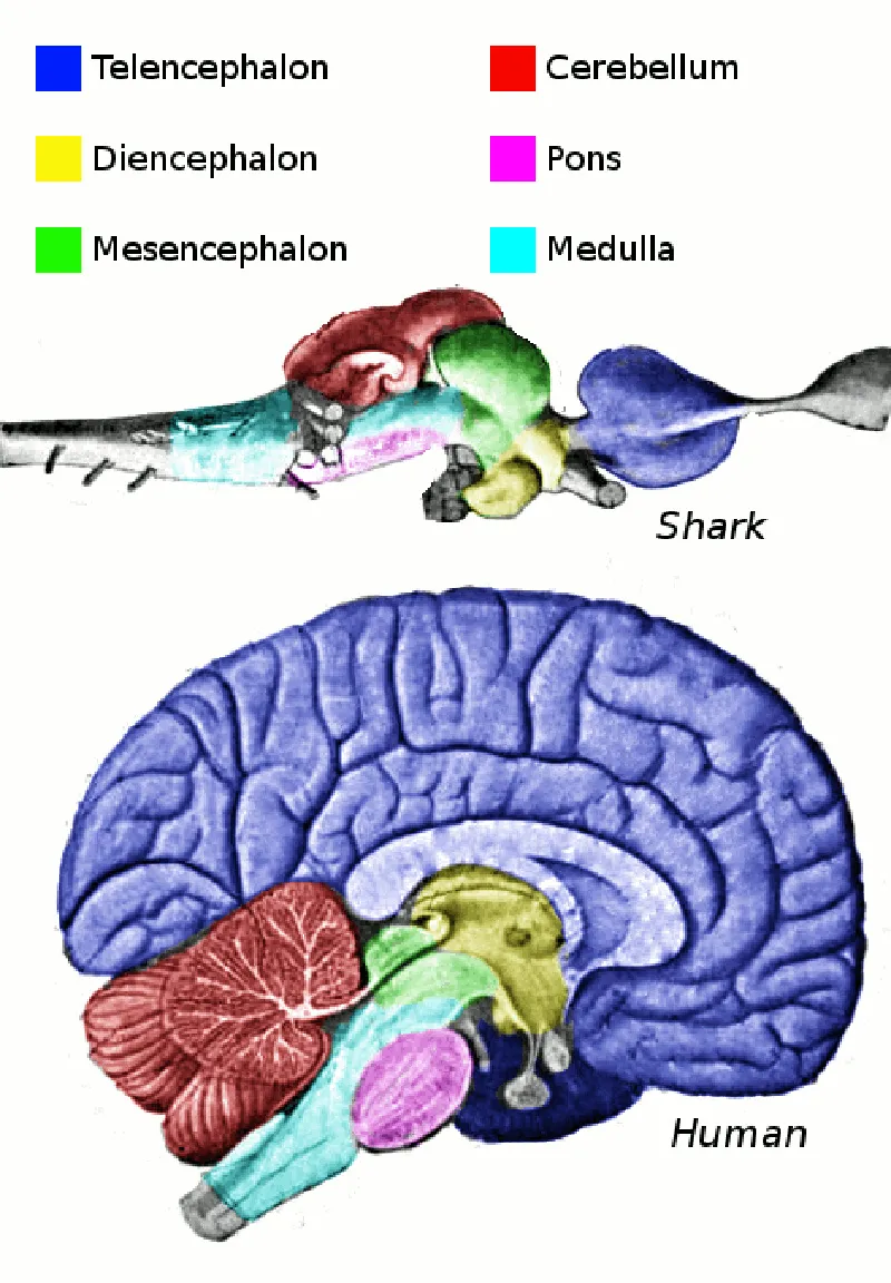 Köpek balığı ve insan beyinlerinin karşılaştırması.