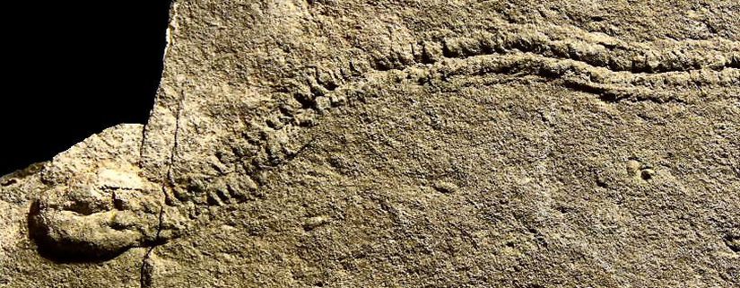 Bu iz fosilinde bir trilobit fotoğrafın sağ tarafından yürümeye başlamış ve en sol tarafında durarak orada oturmuştur. Bu hareketinin tüm basamakları fosil kaydına işlenmiştir.