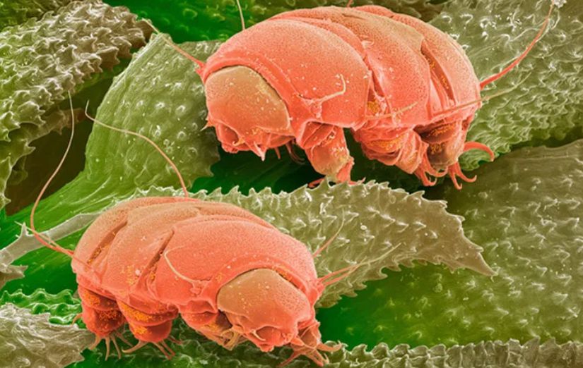 Tardigradların, taramalı elektron mikroskobu altındaki görüntüsünün renklendirilmiş hali.
