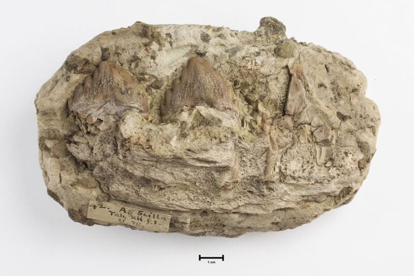 Kayaya gömülü halde bulunan Squalodontidae çene fosili.