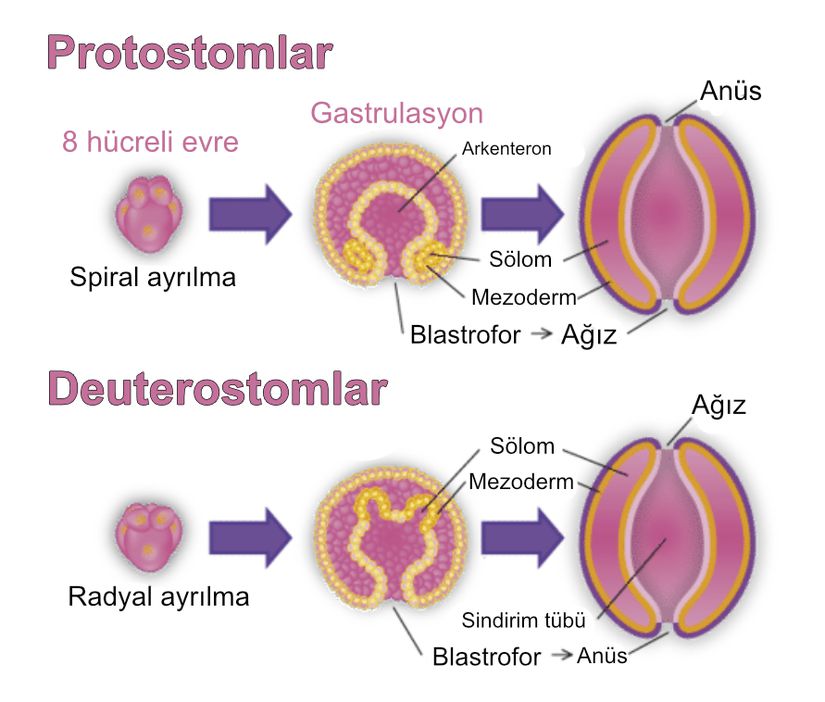 Protostomlar (Ağız-Önce Canlılar) ve Deuterostomlar (Ağız-Sonra Canlılar) arasındaki embriyolojik fark.