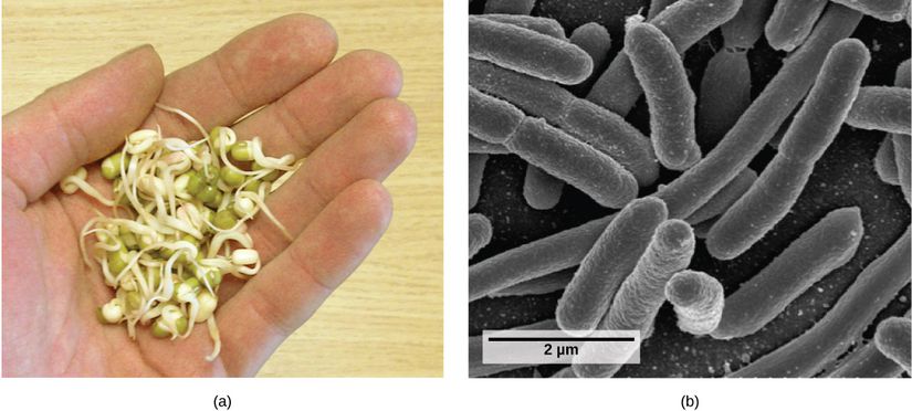 (a) Yerel olarak yetiştirilen sebze filizleri, 2010 yılında 31 kişinin ölümüne ve yaklaşık 3 bin kişinin hastalanmasına neden olan bir E. coli salgınına sebep olmuştur. (b) Escherichia coli bakterisinin taramalı elektron mikrografında görüntüsü. Almanya'da ölümcül bir salgına neden olan bu tür, daha önceki E. coli salgınlarında rol oynamamış yeni bir türdür; birkaç antibiyotik direnç geninin yanında kümelenme yeteneği ve virülansı etkileyen mutasyonlar geçirmiştir. Bu bakteri varyantının dizilimi yakın zamanda yapılmıştır.
