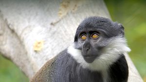 Swamp Monkeys Arrive To Foster Conservation Efforts