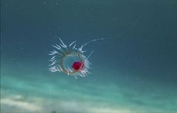 Ölümsüz (Turritopsis dohrnii)denizanası nasıl ölümsüz olabiliyor?