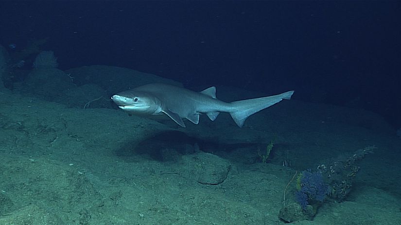 Bluntnose sixgill köpekbalığı, Erken Jurassic Dönemi’nde ortaya çıktığı düşünülen en eski köpekbalığı soylarından birine aittir.
