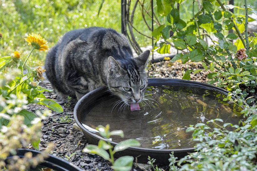 Parlak su birikintisinden yalanarak su içen bir kedi. İnsan bebeklerinde görülen parlak nesneyi yalama dürtüsünün buradan geldiği düşünülmektedir.