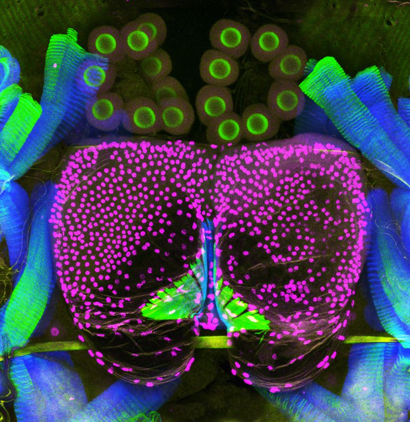 Bir gezici böceğinin savunma bezinin bu mikrografı, hidrokarbon çözücüler (macenta) salgılayan hücrelerin aynı zamanda bezin rezervuarını nasıl oluşturduğunu gösterir. Arkalarında benzokinon yapan küresel hücre kümeleri (yeşil) bulunur.