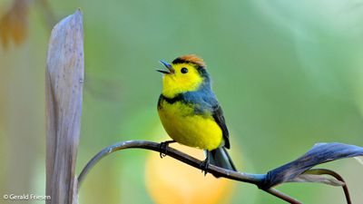 Doğanın Ahenkli Müziği: Kuşların Seks Şarkıları!