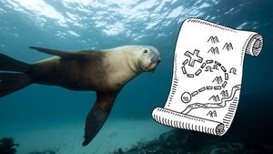 Sea Lions Help Scientists Map Ocean Floor