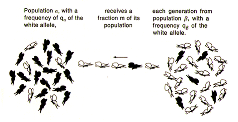 Görselde, en sol ve en sağ taraflarda iki popülasyon görülmektedir. Görülebileceği gibi, sol taraftaki popülasyonda siyah bireylerin sayısı daha fazladır. Dolayısıyla bu popülasyonun gen havuzunda siyah olma geni daha yoğun olarak bulunmaktadır. Sağ taraftaki popülasyonda ise aynı durum beyazlık geni için geçerlidir. Ortada gösterilen ise genetik göç mekanizmasıdır. Kimi zaman bazı bireyler, rastgele olarak ya da zorla pülasyonlar arası geçiş yaparlar. Bu durumda, sol taraftaki popülasyondaki beyazlık geninin frekansı artacak ve buna bağlı olarak genetik çeşitlilik de artacaktır. Bu da, Seçilim Mekanizmalar'ının etki edebileceği yeni genetik malzeme anlamına gelir.