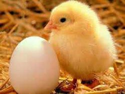 Civcivler yumurtanin icinde olduklarinda buyumelerini birbirlerigle koordine ederler bu epigenetike veri ola bilirmi?