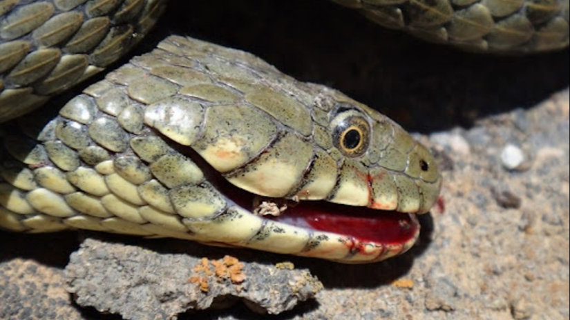 Otohemoraji gerçekleştiren bir damalı su yılanı (Natrix tessellata).