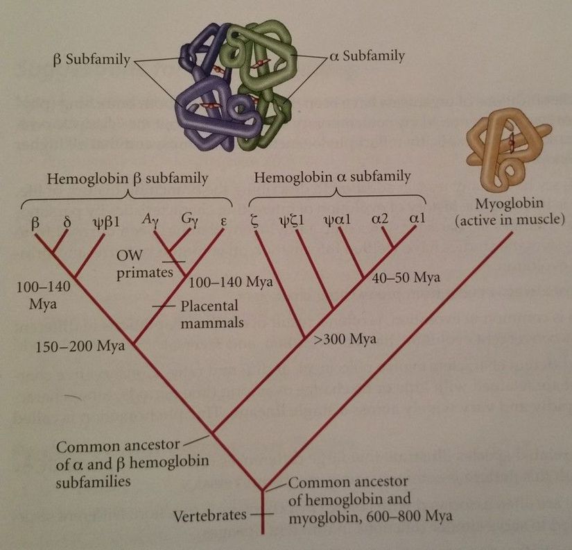 Fotoğrafta, miyoglobin ve hemoglobinin evrim ağacı görülmektedir.