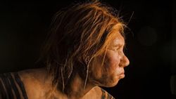 İnsanın Sağlığını Etkileyen Neandertal Genlerine Dair Yeni İpuçları