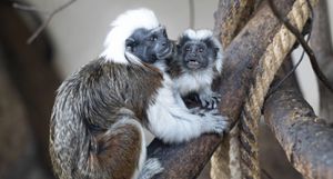 Cotton-Top Tamarin Born At Longleat Safari Park