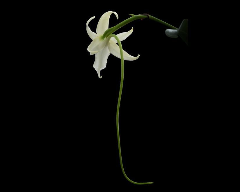 Angræcum sesquipedalia türü orkide ve uzun mahmuzu.