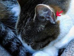 Henry'nin cebi denilen kedilerin kulaklarının kenarında bulunan cebe benzeyen kısım var. Orası neden var? Ne işe yarıyor acaba?
