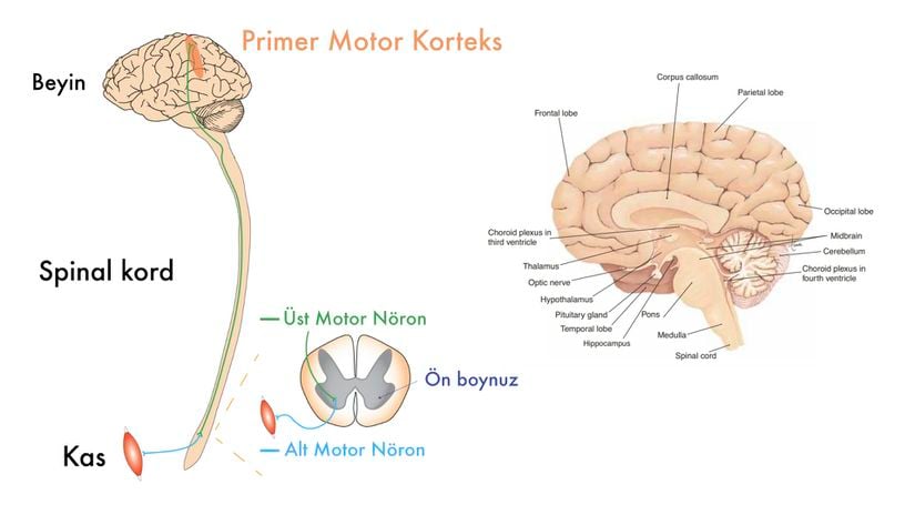 Motor nöronların yerleşim yerlerine göre sınıflandırılması ve beyin anatomisi.