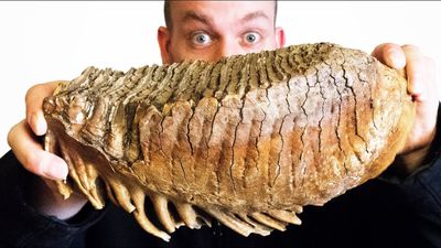 Yünlü Mamutlar ve Dişleri: Amatör Fosil Avcıları Bu Değerli Dişleri Ucuza Satıyor!