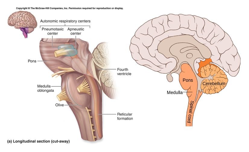 Beyin sapı anatomisi.
