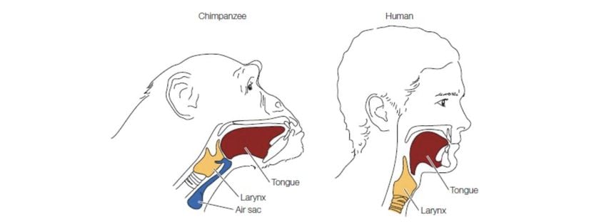 İnsan ve şempanzenin karşılaştırmalı vokal anatomileri.