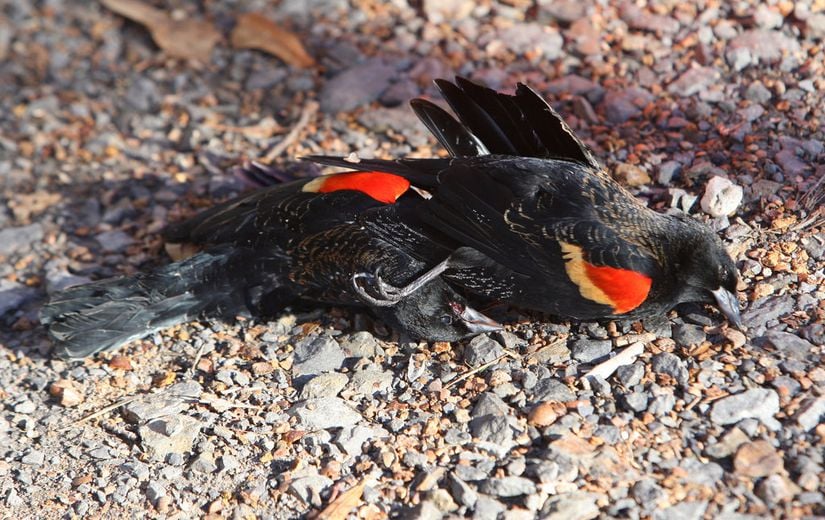 Beebe kasabasında yapılan havai fişek gösterilerinden sonra ölen kuşlardan bazıları.
