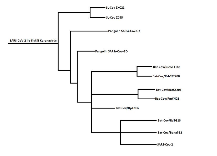 RaTG13 ve SARS-CoV-2'ye ait Evrim Ağacı