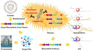 Unlocking Nature’s Pharmacy: The Power Of Genome Mining For Novel Discoveries