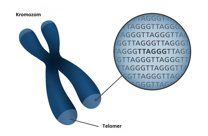 Telomerin kromozomdaki yeri