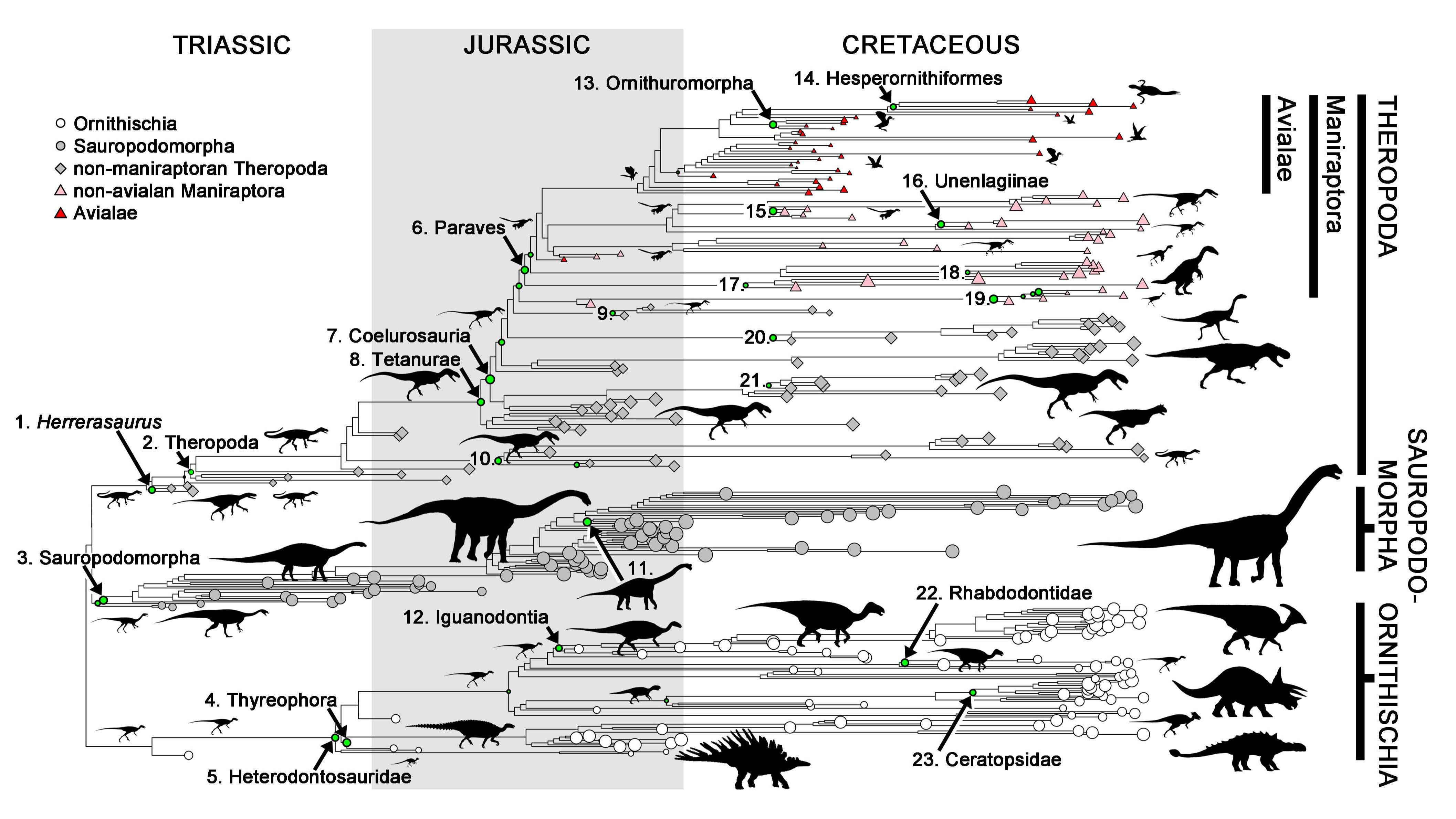 Мое перерождение в древо эволюции 181. Эволюционное Древо динозавров. Филогенетическое Древо динозавров. Классификация динозавров схема. Систематика динозавров схема.