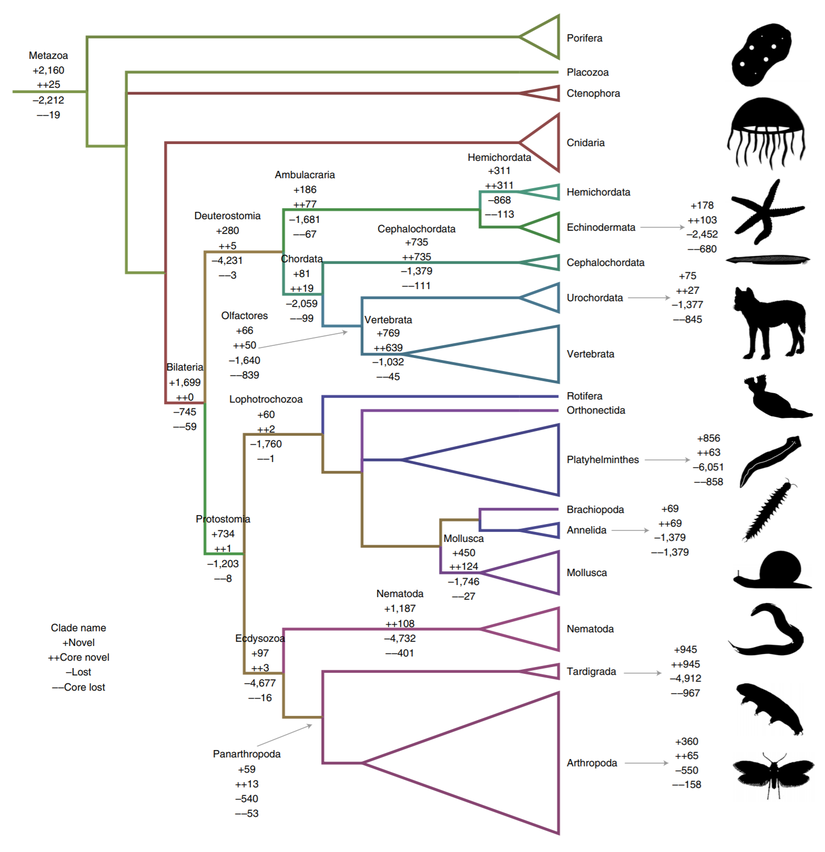 Hayvanlar Alemi'ndeki atasal genlerin kazanım ve yitimlerinin grafiği