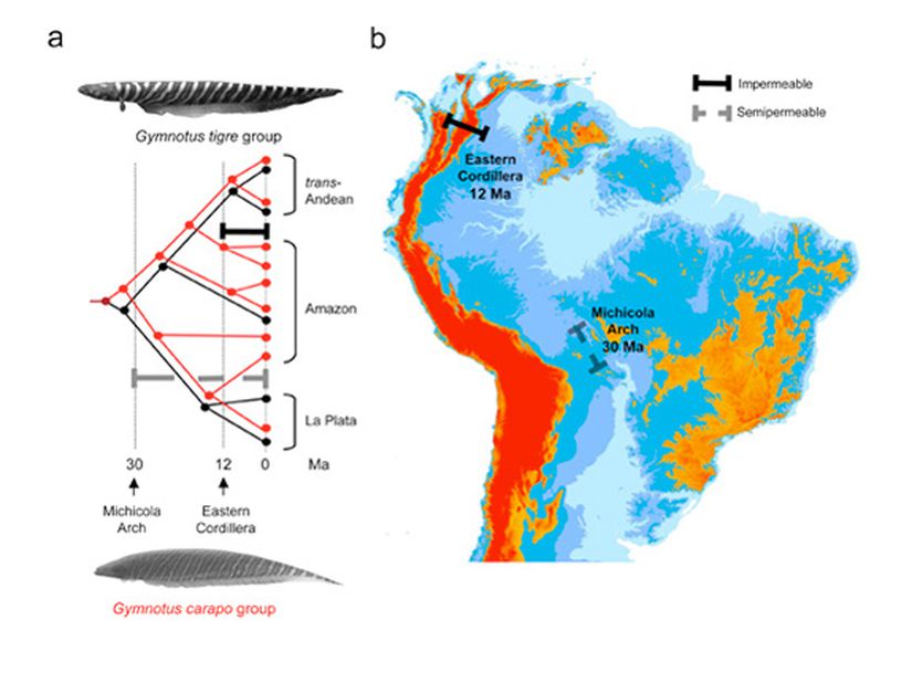 Görsel 3. Bölgesel toplulukların oluşumunda vikaryans ve jeolojik dağılımın etkileri. (A) Gymnotus (Gymnotidae) elektrikli balığın iki soydaş türünün şematik filogenileri. G. carapo grubunun bazı türleri (kırmızı renkte) netlik açısından dahil edilmemiştir. Kalın yatay çubuklar, coğrafi bariyerleri temsil etmektedir. Amazon topluluğunun polifletik kökenine dikkat ediniz. (B) Paleocoğrafi vikaryans ve beraberindeki jeolojik dağılım olayları, ıraksama zamanlarını kısıtlamak için kullanılmıştır. Tarihler, minimum soy hattı ıraksama zamanlarının tahminlerini milyonlarca yıl önce (myö) olarak göstermektedir. Yarı geçirgen su ayırım hatları “sızıntılı”dır ve güvenilir minimum ıraksama zamanlarını (yani yarı geçirgen bariyerlerin tarihleri, 0 myö’ye kadar uzanan tarih menzillerini temsil etmektedir) göstermez. Veriler: Lovejoy et al. (2010a, 2010b).