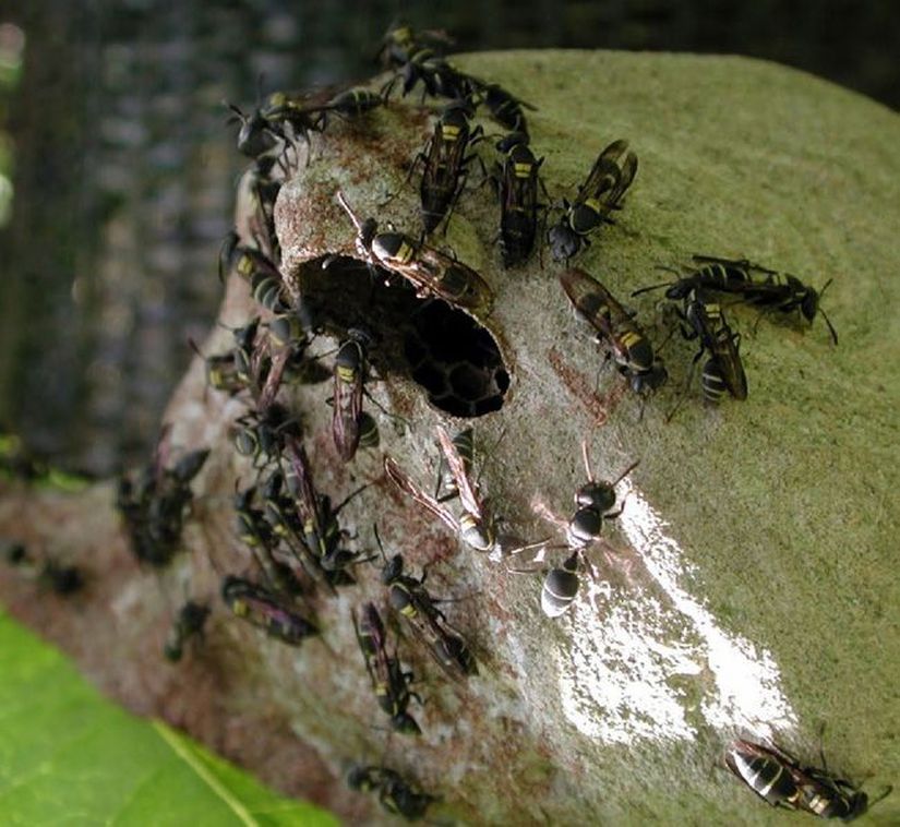 Polistes yaban arıları kağıttan yapılmış yuvalarını koruyorlar. Corcovado National Park, Costa Rica.